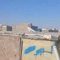 کبوتر پرشی|پرنده|الوند, |دیوار