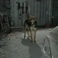 فروش سگ ژرمن شپرد فوری