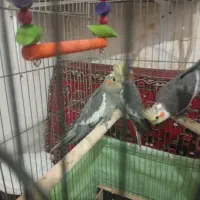 عروس هلندی  دستی