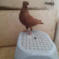 کلاغ سرخ و سینه و کله