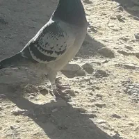 کبوتر پلاکیکبوتر پلاکی