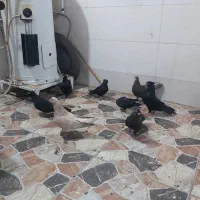 کبوتر|پرنده|چمران, |دیوار