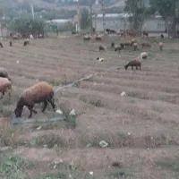 گله گوسفند|حیوانات مزرعه|گرگان, |دیوار