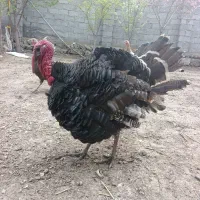 ۴عدد بوقلمون یه نر  ۳ماده