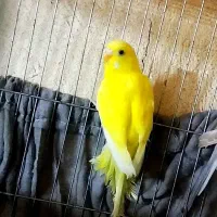 جفت مرغ عشق جوان|پرنده|مشگین شهر, |دیوار