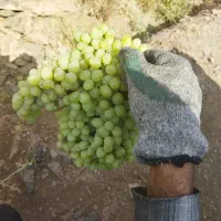 کشمش و مویز ارگانیک مستقیم از خود کشاورز|خوردنی و آشامیدنی|اصفهان, رهنان|دیوار