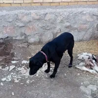 سک ماده قره قیز|سگ|بستان آباد, |دیوار