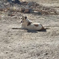 سگ سرابی اصیل|سگ|شهرکرد, |دیوار