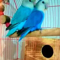 یک جفت طوطی کوتوله‌ برزیلی سخنگو