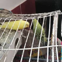 مرغ عشق|پرنده|تایباد, |دیوار