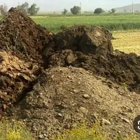 کود حیوانی ( گوسفندی و گاوی)