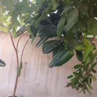 گل فیلکو بزرگ ویک اصله درخت پرتغال گلدانی بارده