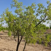 کارگر با خانواده برای کشاورزی و دامداری با اسکان