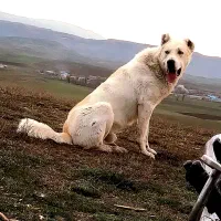 سگ شاهسون