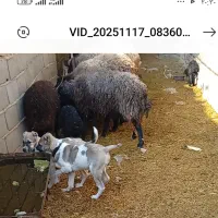 دوعدد توله سگ نژاد خراسانی|سگ|پیشوا, |دیوار