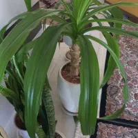 گل آپارتمانی