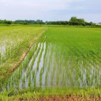 مزرعه-کشاورزی