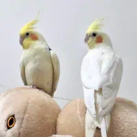 عروس هلندی نر و ماده