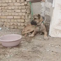 سگ سرابی نر|سگ|اصفهان, حصه جنوبی|دیوار