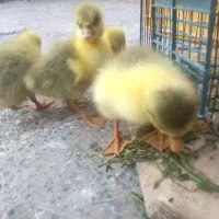 جوجه غاز|حیوانات مزرعه|سوسنگرد, |دیوار