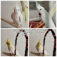 پرنده عروس هلندی