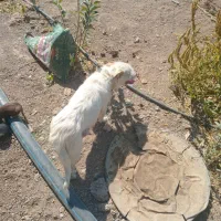 توله پا کوتاه واگذاری