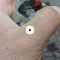 سهره زاغ دورگ|پرنده|قائم‌شهر, |دیوار