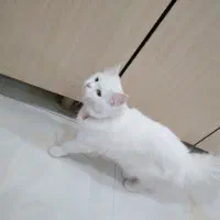 ترکیش پرشین چش خوشمل