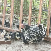 مرغ همراه با جوجه