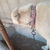 سگ سرابی