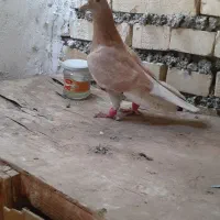 دم سفیدماده باکاغذی زردنر|پرنده|باوی, |دیوار