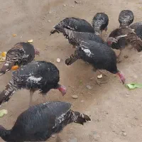 بوقلمون زنده