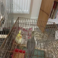 معاوضه عروس هلندی پلاکی|پرنده|شاهینشهر, طالقانی|دیوار