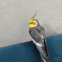 عروس هلندی سخنگو|پرنده|مشهد, فتح المبین|دیوار