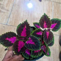 حسن یوسف جدید رسید|گل و گیاه طبیعی|بیرجند, |دیوار