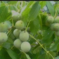 فروش باغ گردو|فروش زمین و ملک کلنگی|خزل, |دیوار