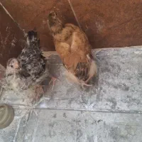 جوجه محلی