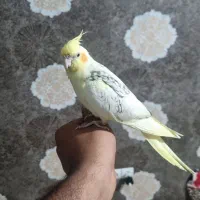 عروس هلندی دوکت