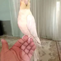 عروس هلندی دستی ۵ ماهه با قفس