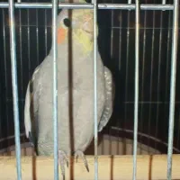 عروس پاریس هلندی|پرنده|اهواز, منبع اب|دیوار