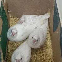 جوجه عروس هلندی البینو|پرنده|اهواز, شهرک اکباتان|دیوار