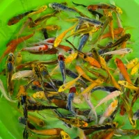 ماهی کوی در سایزهای مختلف|ماهی|شیراز, شهرک بهار|دیوار