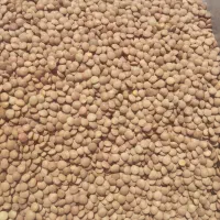 عدس ریز