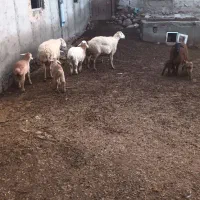 گوسفند برهدار|حیوانات مزرعه|مشگین شهر, |دیوار