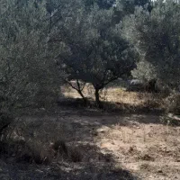 فروش زمین برند|فروش زمین و ملک کلنگی|لوشان, |دیوار