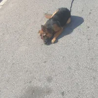 سگ ژرمن شپرد|سگ|پردیس, فاز ۱۱|دیوار