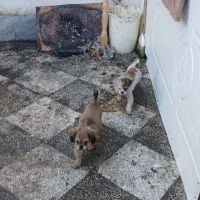 نر و ماده هر کدوم از یه مادر|سگ|گنبد کاووس, |دیوار