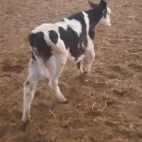 گوساله ماده سمینتال|حیوانات مزرعه|تربت جام, میان جام|دیوار