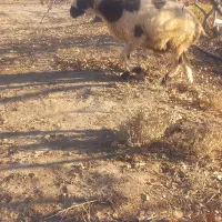 بره برای داشتی|حیوانات مزرعه|سیرجان, |دیوار