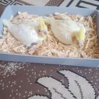 جوجه عروس هلندی سرلاکی|پرنده|محمدیه-قزوین, |دیوار